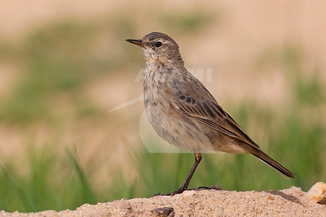 Waterpieper; Water Pipit; Anthus spinoletta coutellii stock-image by Agami/Daniele Occhiato,