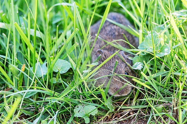 Veldmuis; Common Vole stock-image by Agami/Hans Germeraad,