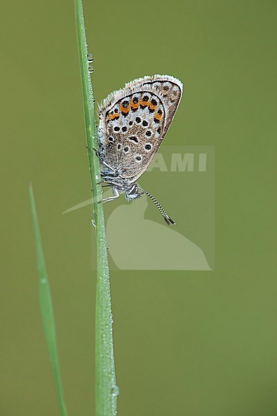 Heideblauwtje zittend op gras; Silver-studded Blue sittin gon reed; stock-image by Agami/Walter Soestbergen,