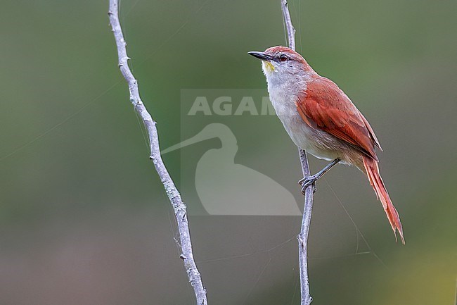 Yellow-chinned Spinetail (Certhiaxis cinnamomeus) Perched on a dry branch in Brazil stock-image by Agami/Dubi Shapiro,