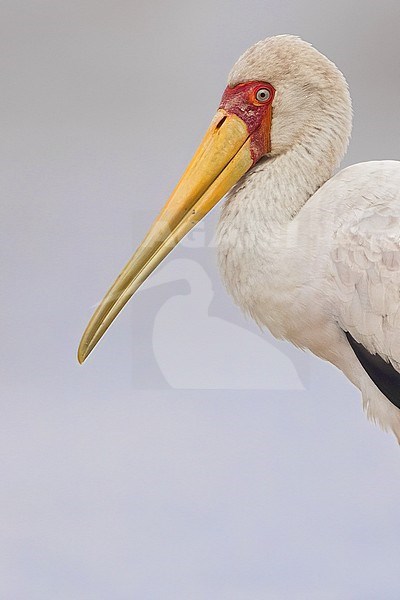 Yellow-billed Stork (Mycteria ibis) close-up in Tanzania. stock-image by Agami/Dubi Shapiro,