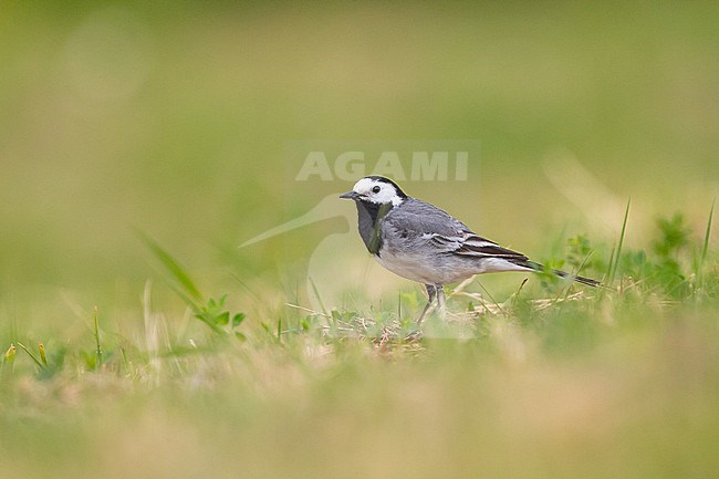 White wagtail (Motacilla alba) sitting on the grass, with green grass as background, in Southern France. stock-image by Agami/Sylvain Reyt,