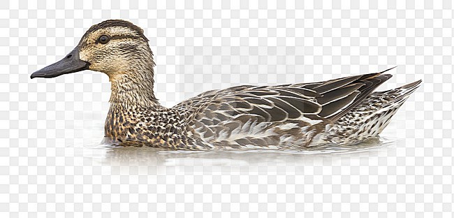 Garganey (Anas querquedula), adult female swimming in a swamp stock-image by Agami/Arie Ouwerkerk,