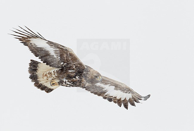 Onvolwassen Steenarend in flight; Immature Golden Eagle in flight stock-image by Agami/Markus Varesvuo,