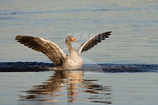 Grauwe Gans landend op water; Grey-lag Goose landing on water stock-image by Agami/Marc Guyt,