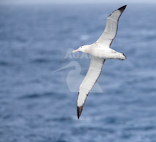 Antipodean albatross (Diomedea antipodensis) flying over the New Zealand subantarctic Pacific Ocean. Seen from the side, showing under wings. stock-image by Agami/Marc Guyt,