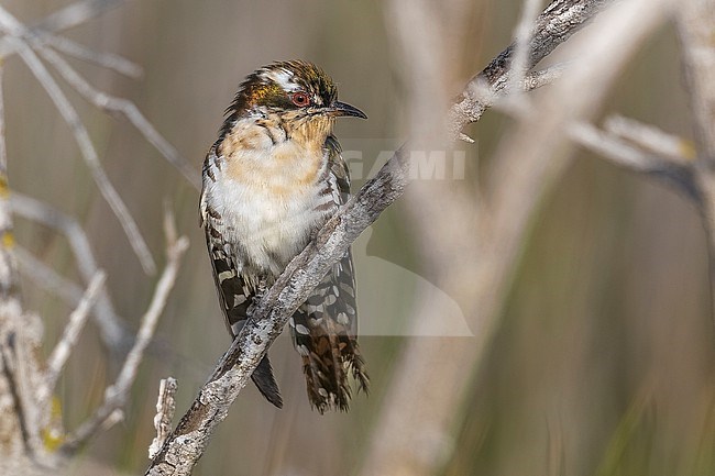 Diederik Cuckoo (Chrysococcyx caprius) aka Dideric Cuckoo sitting on a branch in Paramimni, Famagouste, Cyprus. stock-image by Agami/Vincent Legrand,