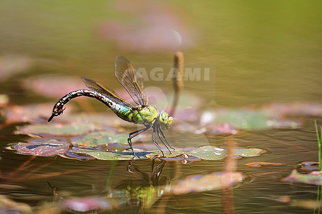 Egg laying female Blue Emperor stock-image by Agami/Wil Leurs,