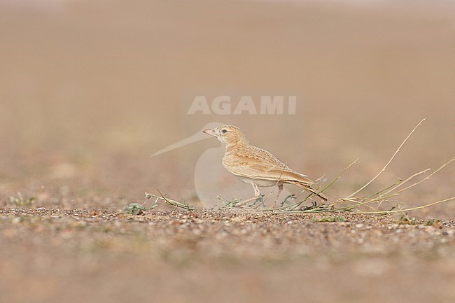 Saharan Dunn's Lark (Eremalauda dunni dunni) standing on the ground in an arid part of Sahara desert near Choum in Mauritania. stock-image by Agami/Josh Jones,