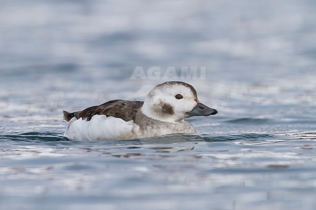 Long-tailed Duck - Eisente - Clangula hyemalis, Norway, adult female, winter stock-image by Agami/Ralph Martin,