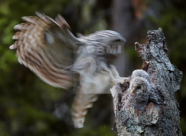 Oeraluil met jongen in het nest; Ural owl with young in the nest stock-image by Agami/Markus Varesvuo,