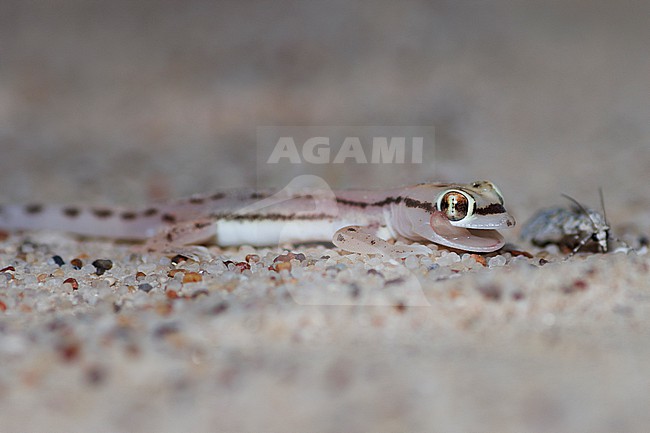 Sharqiyah sand gecko (Trigonodactylus sharqiyahensis) taken the 23/02/2023 at Sharqiyah - Oman. stock-image by Agami/Nicolas Bastide,