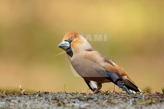 Appelvink vertoond balts gedrag, Hawfinch showing mating behaviour stock-image by Agami/Walter Soestbergen,