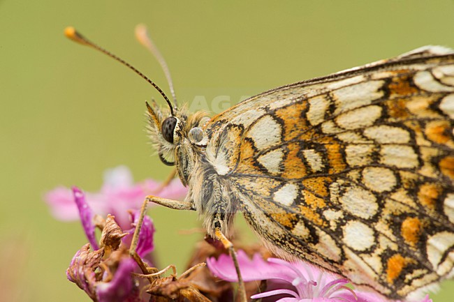 Close up van een Bosparelmoervlinder op bloem, Closeup of a Heath Fritillary on a flower stock-image by Agami/Rob de Jong,