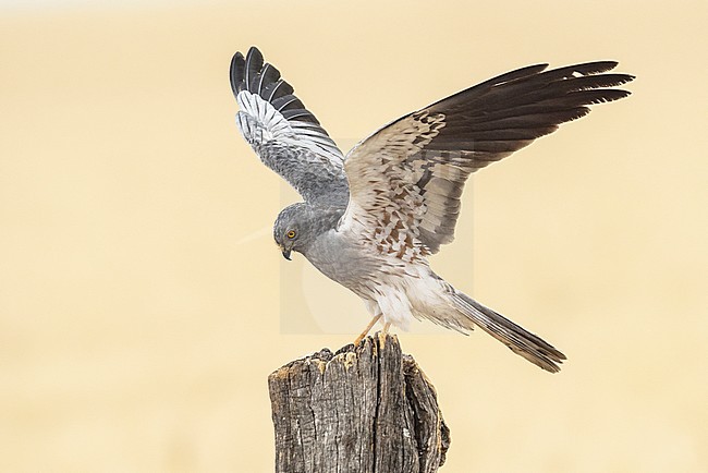 Male Montagu's Harrier (Circus pygargus) landing on a pole in Spain stock-image by Agami/Alain Ghignone,