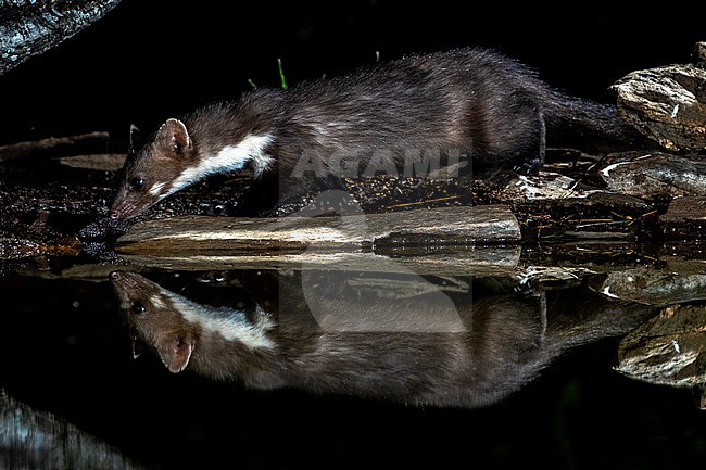 Beech Marten (Martes foina) during the night in Extremadura, Spain. stock-image by Agami/Oscar Díez,