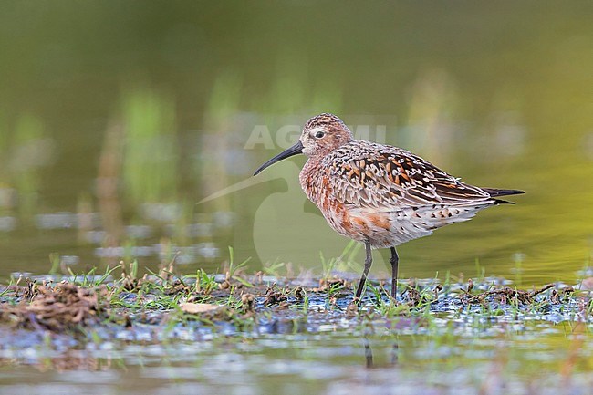 Curlew Sandpiper, Adult standing in the water, Campania, Italy (Calidris ferruginea) stock-image by Agami/Saverio Gatto,
