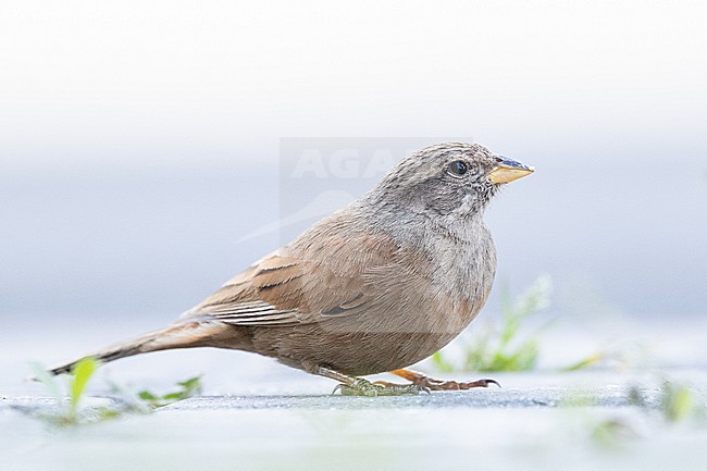 Huisgors, House Bunting, Emberiza sahari- stock-image by Agami/Menno van Duijn,