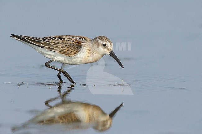 First-winter Western Sandpiper (Calidris mauri)
Deschutes Co., OR
August 2015 stock-image by Agami/Brian E Small,