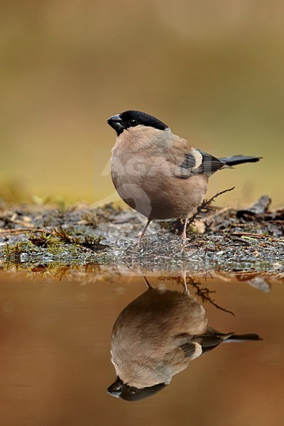Vrouwtje Goudvink; Bullfinch female stock-image by Agami/Walter Soestbergen,