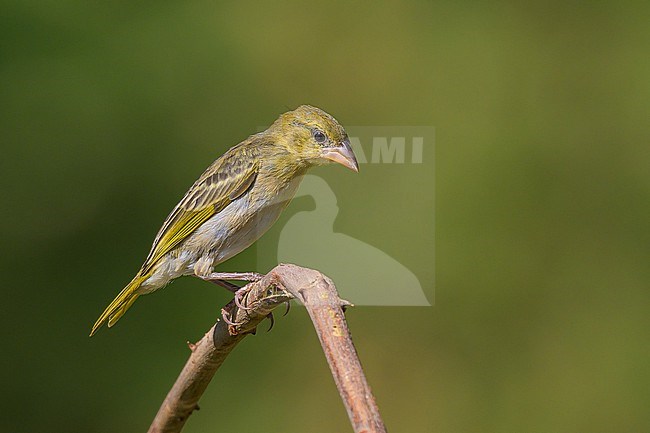 Rüppell's Weaver, Ploceus galbula, perched on a branch. stock-image by Agami/Sylvain Reyt,