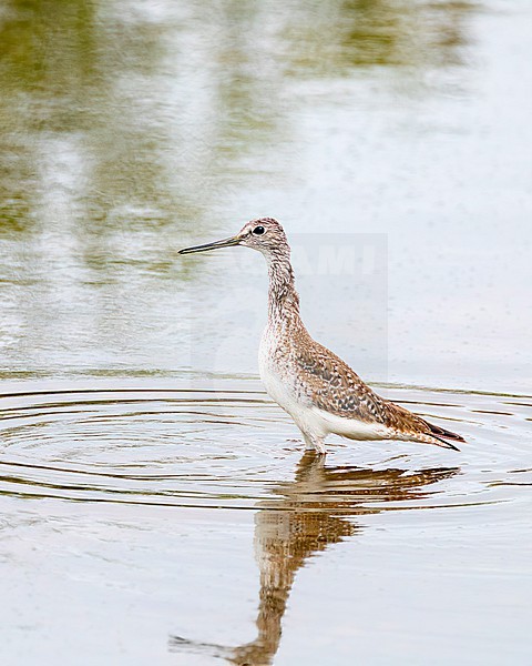 Greater Yellowlegs (Tringa melanoleuca) perched in the water stock-image by Agami/Roy de Haas,