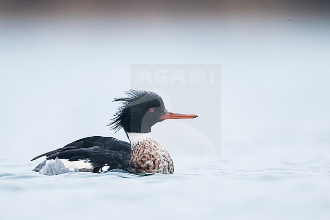 Red-breasted Merganser - Mittelsäger - Mergus serrator, Germany (Schleswig-Holstein), adult, male stock-image by Agami/Ralph Martin,