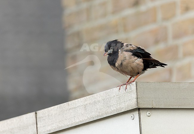 Adult Rosy Starling (Pastor roseus) in winter plumage. Wintering on Texel in the Netherlands. Also known as Rose-colored Starling. stock-image by Agami/Marc Guyt,