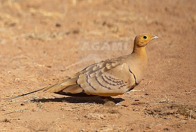 Male Chestnut-bellied Sandgrouse (Pterocles exustus) at Richard Toll, Senegal stock-image by Agami/Eduard Sangster,
