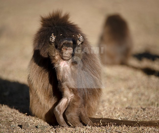 Jonge Gelada in het Simein gebergte; Yong Gelada in Semien Mountains stock-image by Agami/Marten van Dijl,
