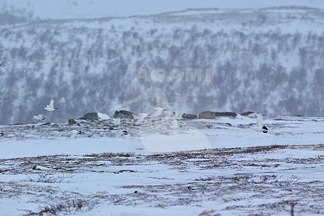 Willow Grouse a group in winter plumage flying, Moerassneeuwhoen een groep in winterkleed vliegend stock-image by Agami/Markus Varesvuo,