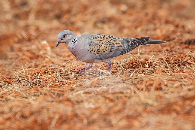 Adult Persian Turtle-Dove (Streptopelia turtur arenicola) on the ground in Santa Eulària des Riu, Ibiza, Spain. stock-image by Agami/Vincent Legrand,