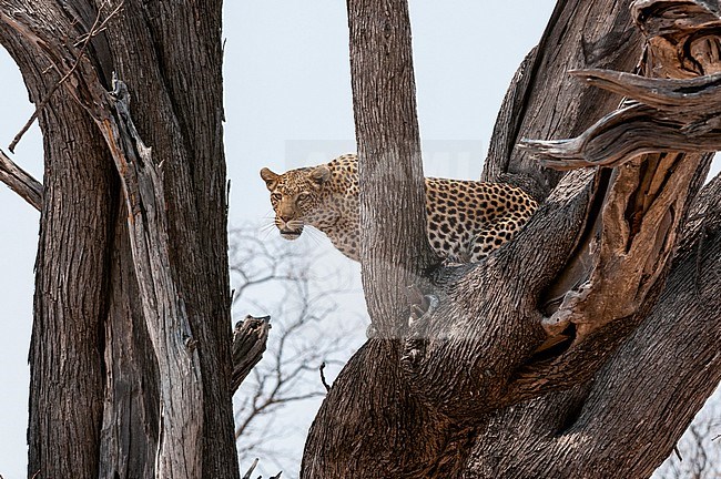 A leopard, Panthera pardus, standing in the fork of a large tree. Okavango Delta, Botswana. stock-image by Agami/Sergio Pitamitz,