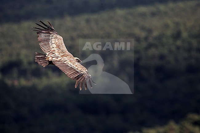 Vale Gier in vlucht, Griffon Vulture in flight stock-image by Agami/Daniele Occhiato,