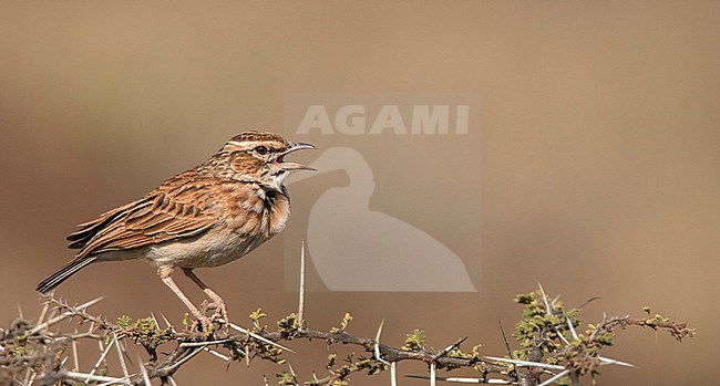 Male Foxy Lark (Calendulauda africanoides alopex) singing from top of thorny bush in Oromia, Ethiopia. Subspecies of Fawn-colored Lark. stock-image by Agami/Ian Davies,