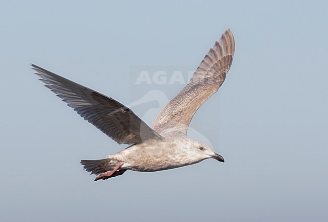 Beringmeeuw, Glaucous-winged Gull, Larus glaucescens stock-image by Agami/Mike Danzenbaker,