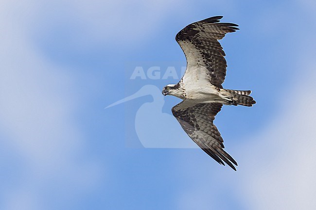 American Osprey (Pandion (haliaetus) carolinensis/ ridgwayi). In flight  in El Salvador stock-image by Agami/Dubi Shapiro,