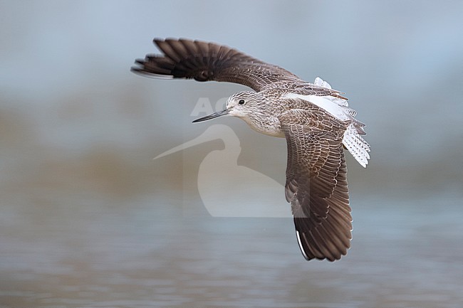Volwassen Groenpootruiter in winterkleed; Adult Greenshank non-breeding stock-image by Agami/Daniele Occhiato,