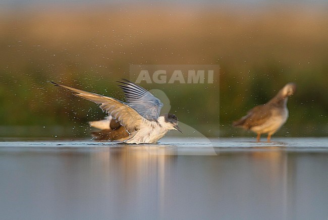 Bading Whiskered Tern - Weissbart-Seeschwalbe - Chlidonias hybrida hybrida, Oman, 1st Winter plumage stock-image by Agami/Ralph Martin,
