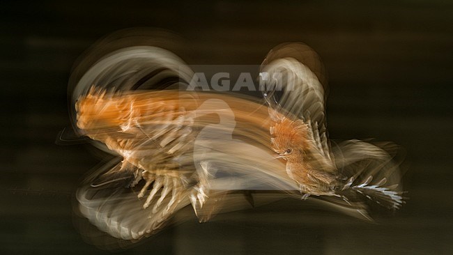Hop, Eurasian Hoopoe, Upupa epops stock-image by Agami/Bence Mate,