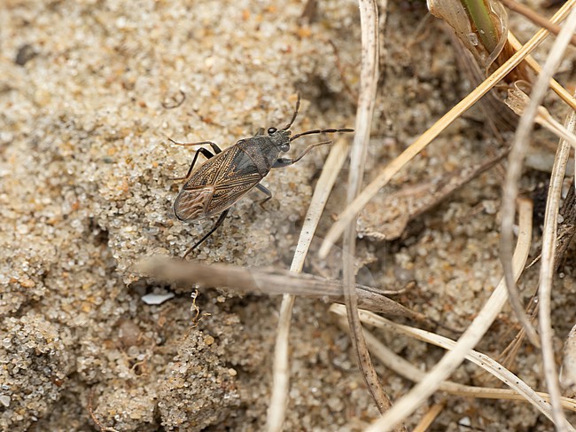 Peritrechus geniculatus is a species of ground bug stock-image by Agami/Arnold Meijer,