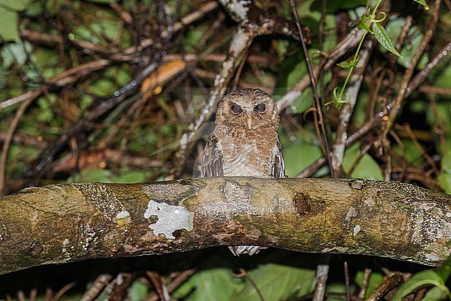 Palau Scops Owl (Otus podarginus) on Palau, Micronesia. stock-image by Agami/Pete Morris,