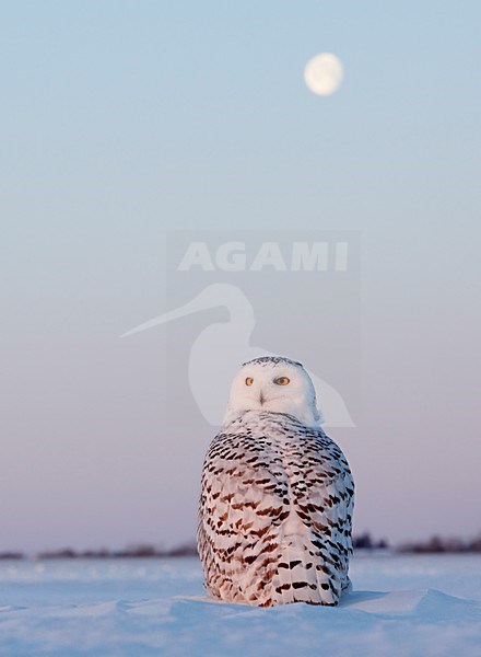 Sneeuwuil onvolwassen in zit; Snowy Owl immature perched stock-image by Agami/Markus Varesvuo,