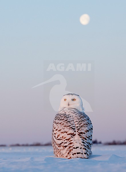 Sneeuwuil onvolwassen in zit; Snowy Owl immature perched stock-image by Agami/Markus Varesvuo,