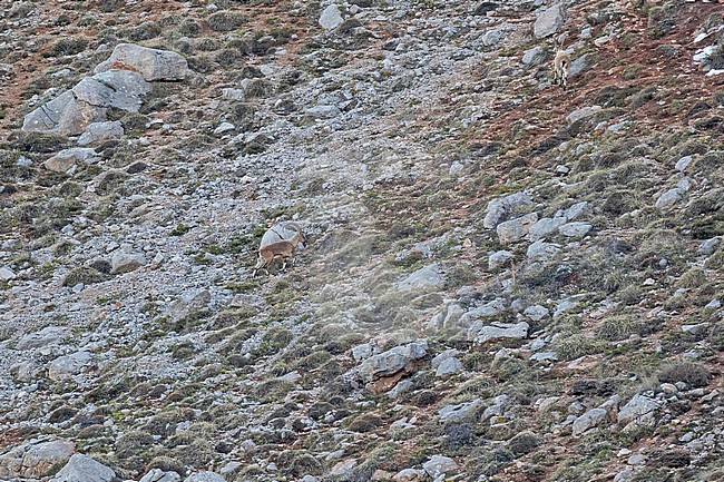 Bezoar ibex (Capra aegagrus aegagrus) in Turkey. Subspecies of wild goat (Capra aegagrus). stock-image by Agami/Pete Morris,