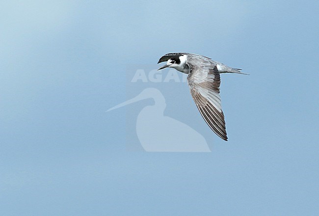Black Tern (Chlidonias niger), in flight, seen from the side, showing upper wing. stock-image by Agami/Fred Visscher,