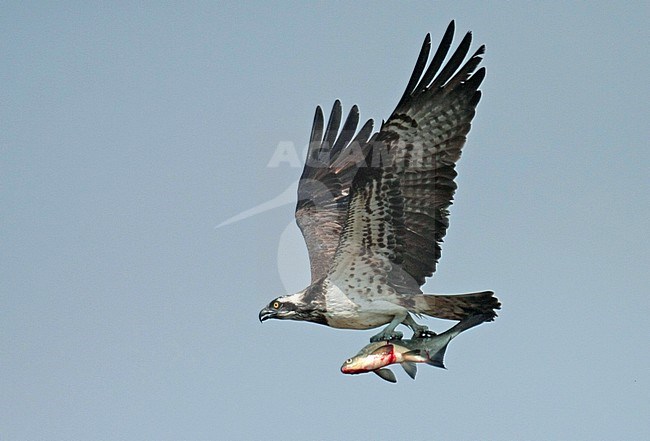 Osprey (Pandion heliaetus) in flight against a grey blue sky as background in the Netherlands. With freshly caught fish in its talons. stock-image by Agami/Fred Visscher,