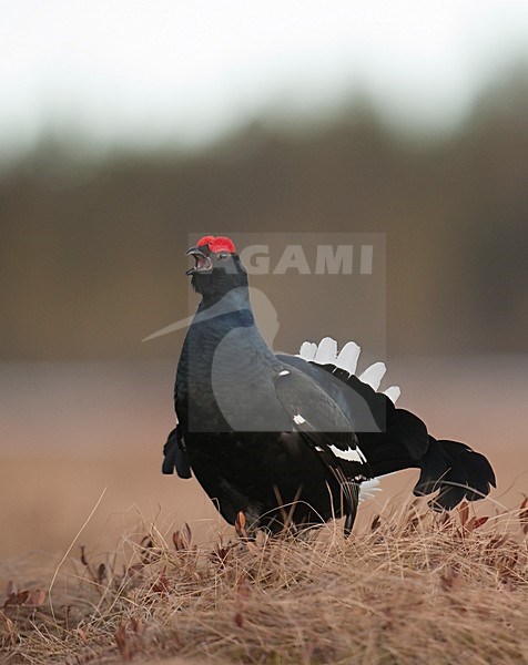 Mannetje Korhoen baltsend; Male Black Grouse displaying stock-image by Agami/Han Bouwmeester,