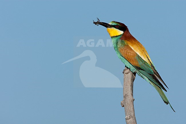 Bijeneter met insekt Lesbos Griekenland, European Bee-eater with insect Lesvos Greece stock-image by Agami/Wil Leurs,