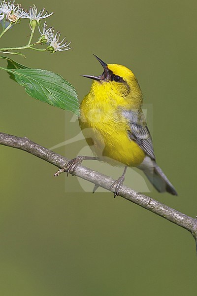 Volwassen mannetje Blauwvleugelzanger zingend, Singing adult male Blue-winged Warbler stock-image by Agami/Brian E Small,